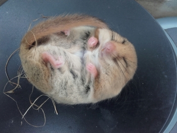 Photo Gallery Image - Chubby dormouse in Meldon Woods