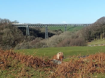 Photo Gallery Image - Dartmoor pony grazing near Meldon Viaduct