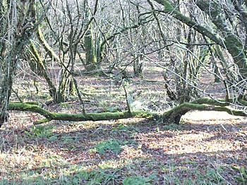 Photo Gallery Image - Meldon Woods