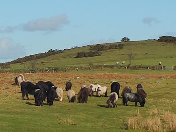 Photo Gallery Image - Ponies grazing on Okehampton Common