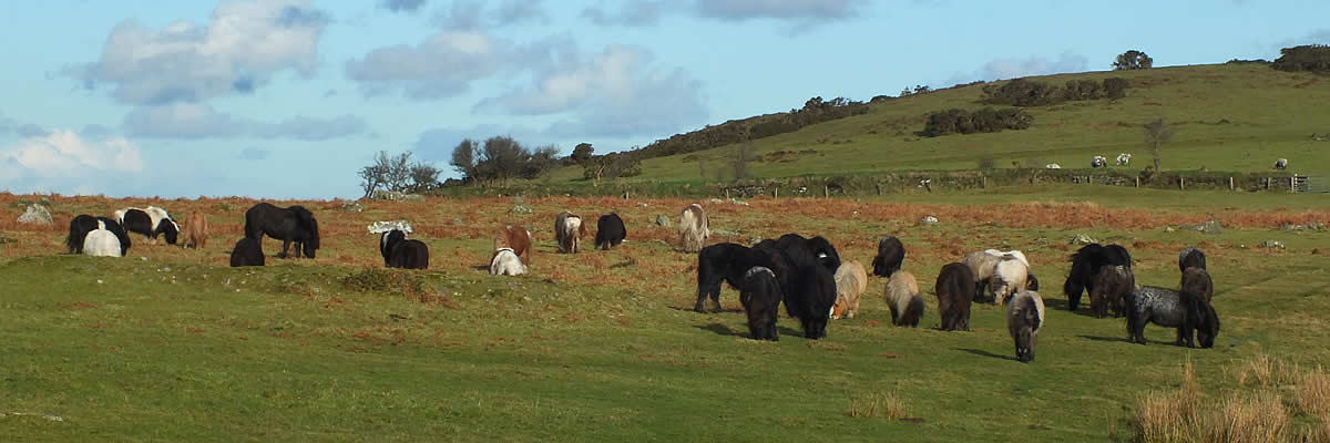 Ponies on Okehampton Common