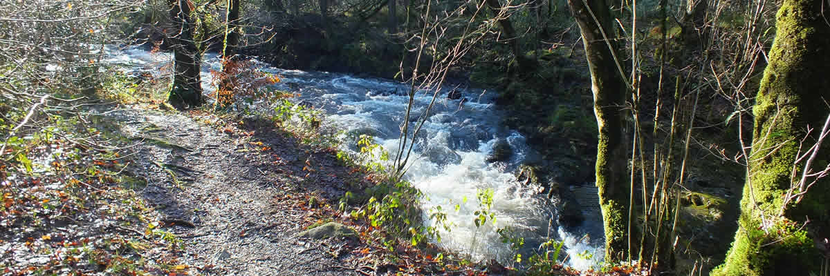 Meldon Woods by the river