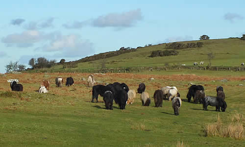 Dartmoor Ponies grazing on Okehampton Common near Okehampton Camp