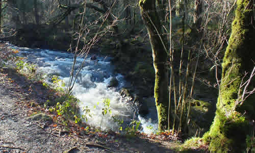 Meldon Woods